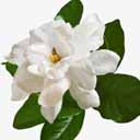 jasmine logo 0