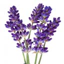 lavender logo 0