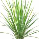 lemon grass logo 0