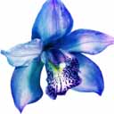 orchid logo 0