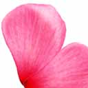 petal logo 0