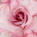 rose logo 0