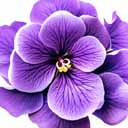 violet logo 0